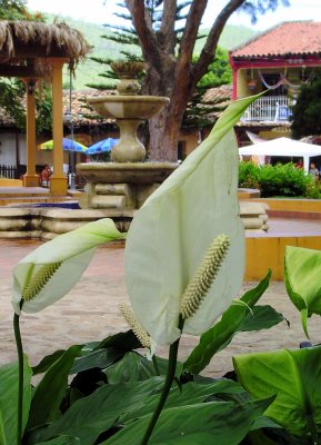 A different variety of white Anthurium