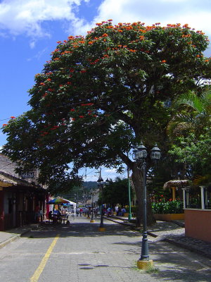 Huge flowering tree by the Cathedral