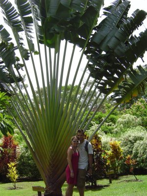 Posing by a Traveller's Palm