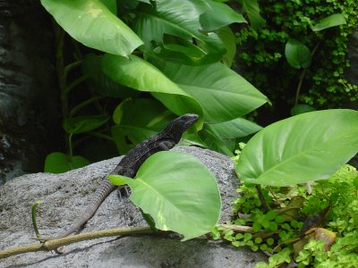 Roatan Spiny Tailed Iguana (Wishiwili)