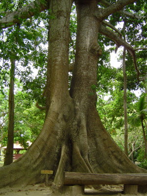 The Lovers (two Ceiba trees that look like they are hugging)