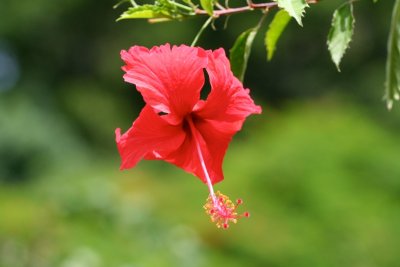 Another hibiscus