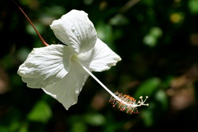 Gorgeous White Hibiscus