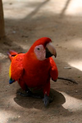 He walks a little pigeon-toed, or would that be macaw toed