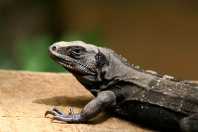 Wishiwilli (Spiny Tailed or Black Iguana)