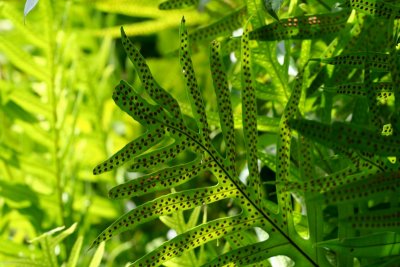 Interesting ferns