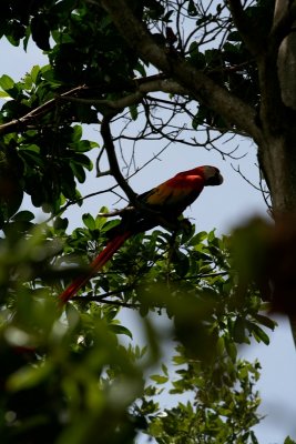 Guacamaya (Scarlet Macaw)
