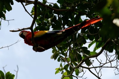 Honduras' National Bird