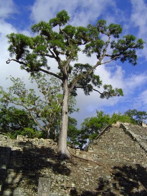 Some of the trees growing on and around the ruins are over 400 yrs old