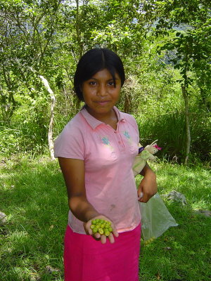 Rosa showing us the fruit she gathered.  They taste a little like pears