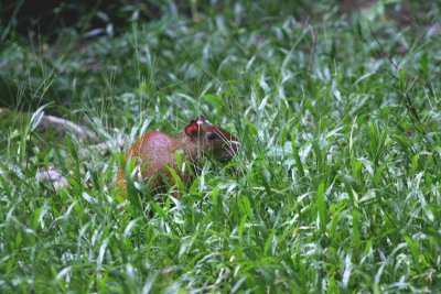 An agouti was chilling nearby.  They are rodents about the size of rabbits that can live up to 20 years!