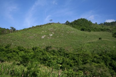 Cornfield on a hill