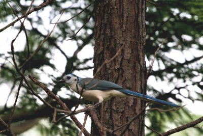 White-throated magpie-jay.  Too bad his crest wasn't silhouetted agains the sky.