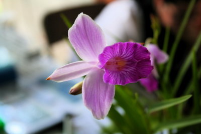 Pink Diamond Orchid