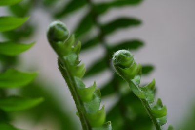 Fiddleheads on the ferns