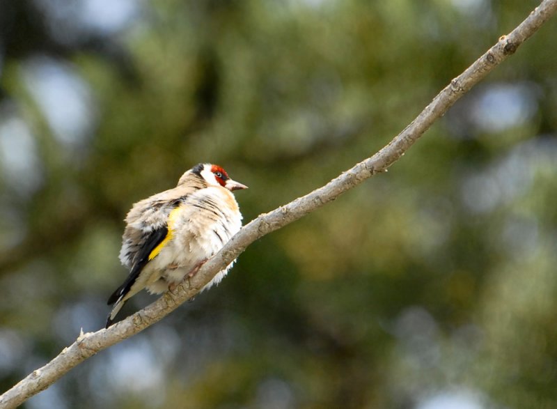 Euopean Gold Finch