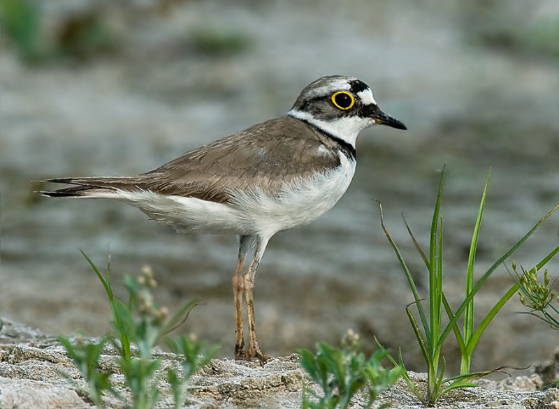 Little Ringed Plover