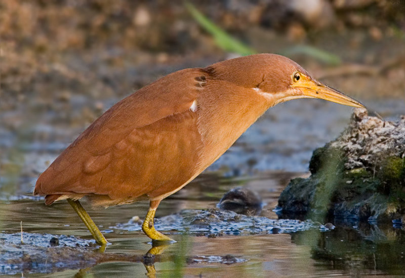 Cinnamon Bittern