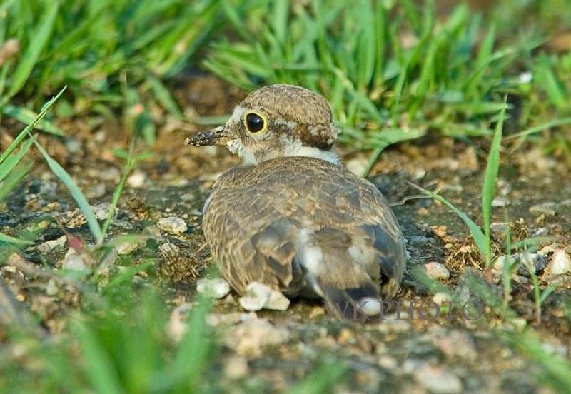 Baby Little Ringed Plover