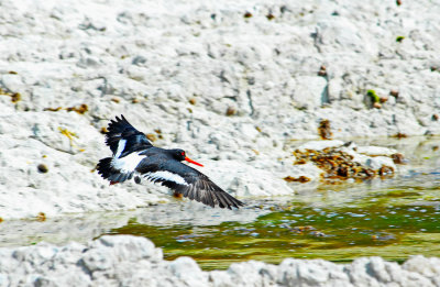 Pied Oystercatcher