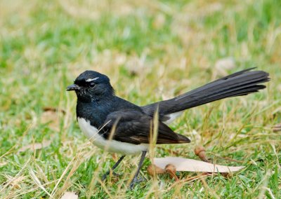  Willie Wagtail