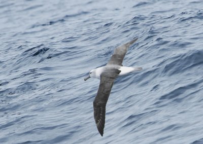 Whitecapped Albatross