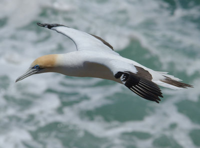 Gannet