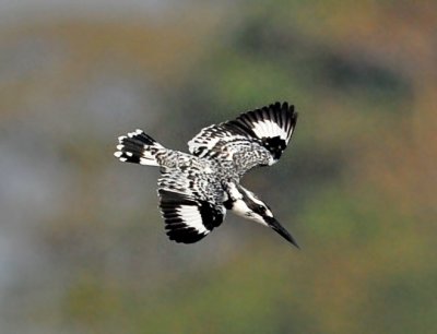 Pied Kingfisher