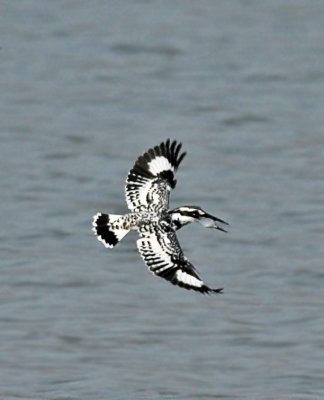 Pied Kingfisher