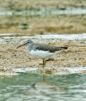 Marsh Sandpiper