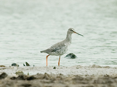 Spotted Red Shank