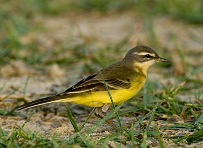 Yellow Wigtail