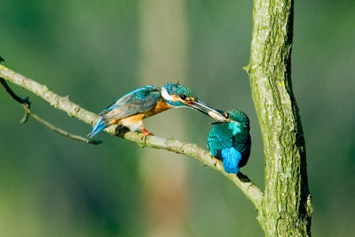 Kingfisher feeding