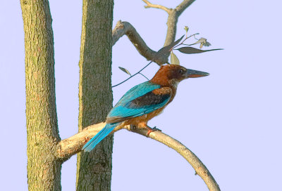 White breated Kingfisher