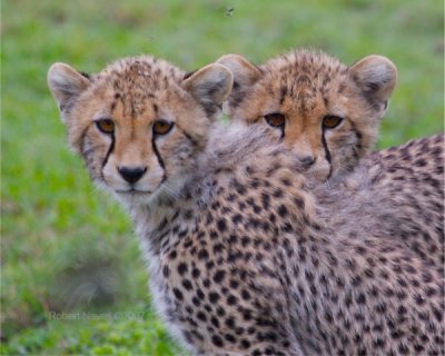 Cheetah cubs 1