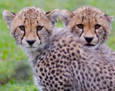 Cheetah cubs 2
