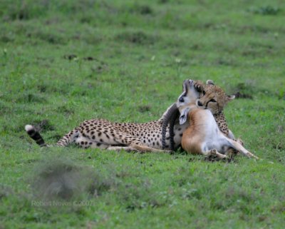 Cheetah with Thomson's Gazelle