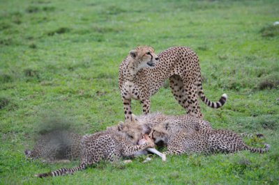 Cheetah with 4 cubs feeding 1