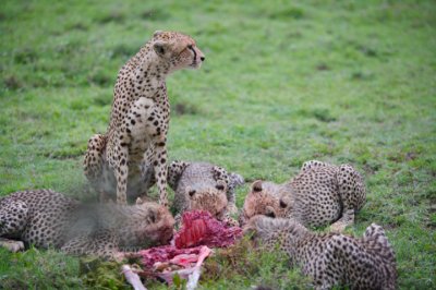 Cheetah with 4 cubs feeding 2