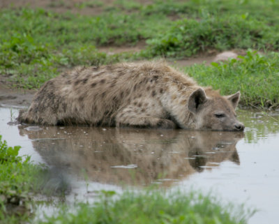 Sleepy Hyena 1