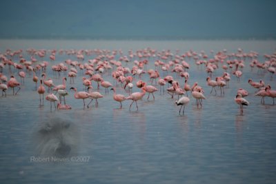 Pink Flamingo's in Ngorogoro Crater