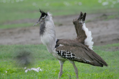 Kori Bustard attracting a mate