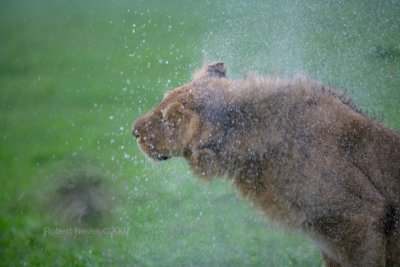 Wet Lion 1