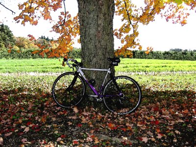My Purple Bike