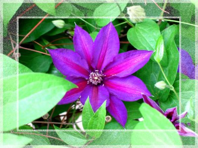 Jane's Garden 1