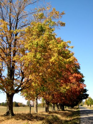 Oct 21 and the leaves are beginning to change colour
