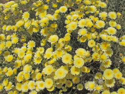 Desert Flowers