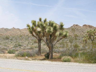 Joshua Tree in the rocks