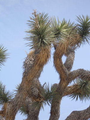 Joshua Tree