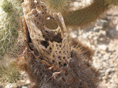 Dead Coachella plant
